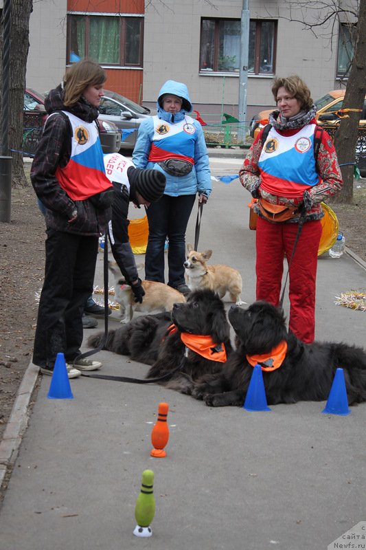Фото: Анастасия Киреева, ньюфаундленд Дюрбахлер Клаб Альфаретта Виньетта, Анна Петрушкина, ньюфаундленд Мелти Вейв Марин Тифея (Melty Wave Marine Tifeya)