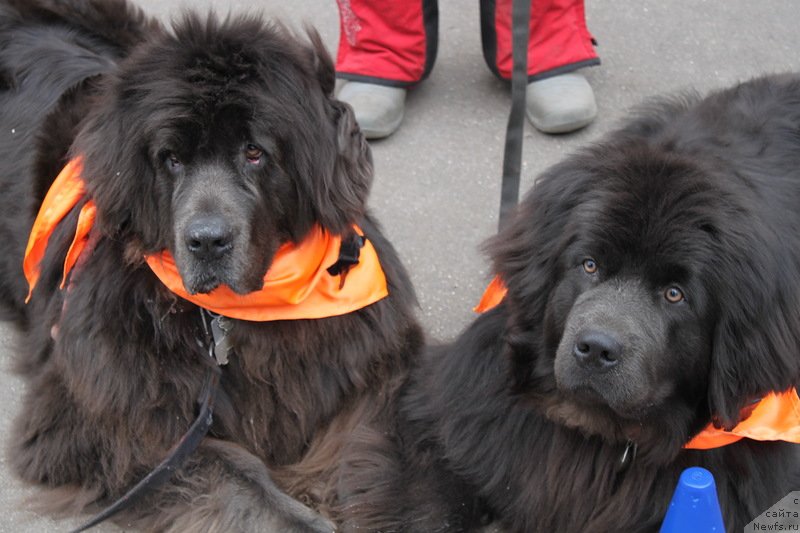 Фото: ньюфаундленд Дюрбахлер Клаб Альфаретта Виньетта, ньюфаундленд Мелти Вейв Марин Тифея (Melty Wave Marine Tifeya)