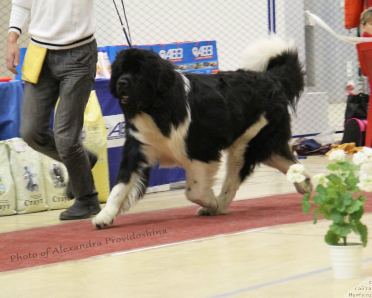 Фото: ньюфаундленд Скайуокер Энакин Джедай