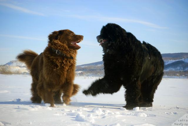 Фотография № 15020