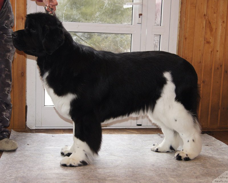 Фото: ньюфаундленд Супер Бизон Зима