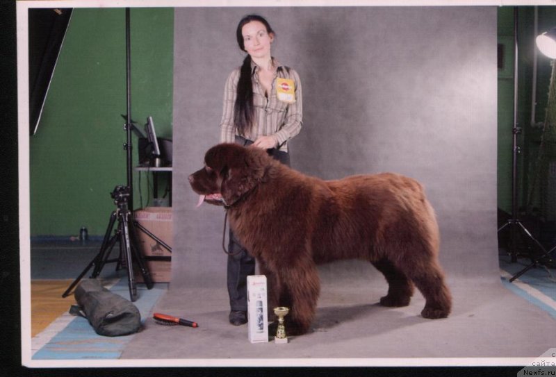 Фото: ньюфаундленд Анджело Орсо Аттис (Angelo Orso Attis), Татьяна Ильина
