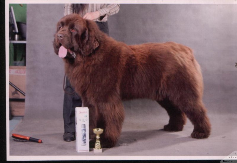 Фото: ньюфаундленд Анджело Орсо Аттис (Angelo Orso Attis)