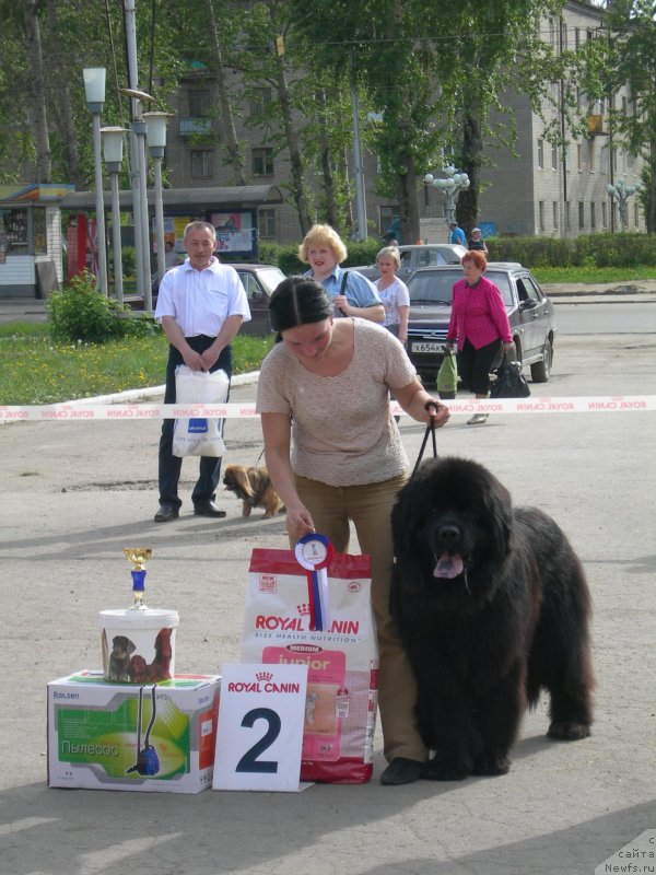 Фото: ньюфаундленд Айвенго Анджели