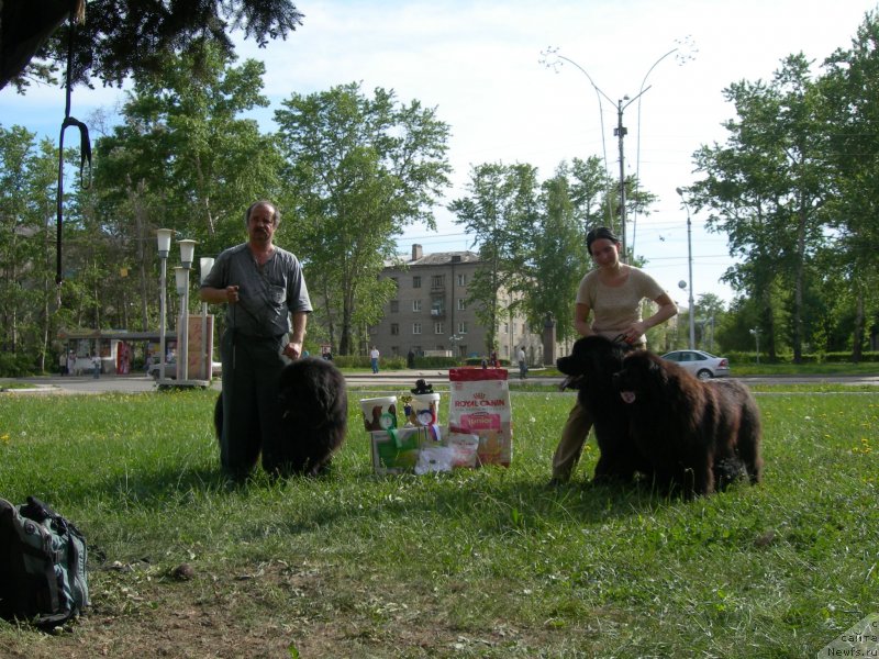 Фото: ньюфаундленд Арго Ансельм, ньюфаундленд Айвенго Анджели, ньюфаундленд Адель Аноис (Adel Anois), Татьяна Ильина