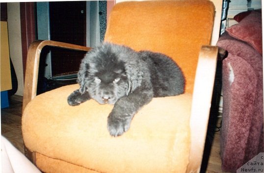 Фото: ньюфаундленд Южный Шарм из Медвежьего Яра (Yuzhny Sharm iz Medvejyego Yara)