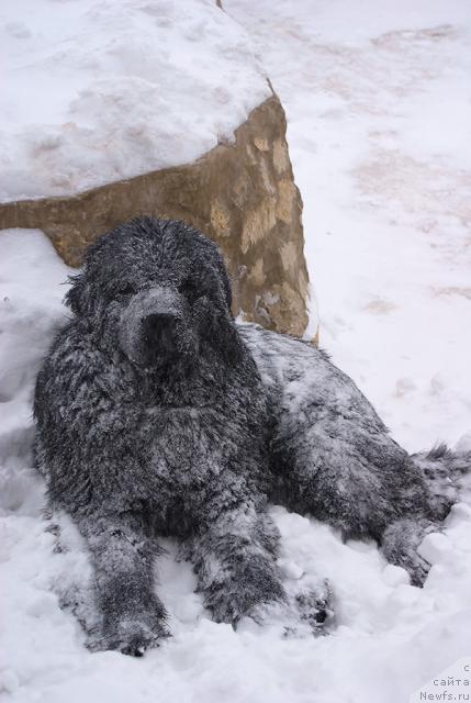 Фото: ньюфаундленд Юган с Тоянова Городка (Ygan s Toyanova Gorodka)