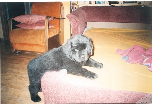 Фото: ньюфаундленд Южный Шарм из Медвежьего Яра (Yuzhny Sharm iz Medvejyego Yara)