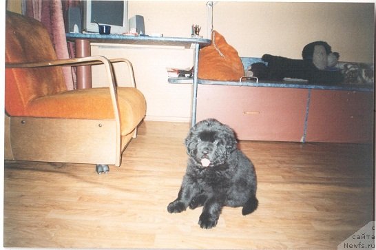 Фото: ньюфаундленд Южный Шарм из Медвежьего Яра (Yuzhny Sharm iz Medvejyego Yara)