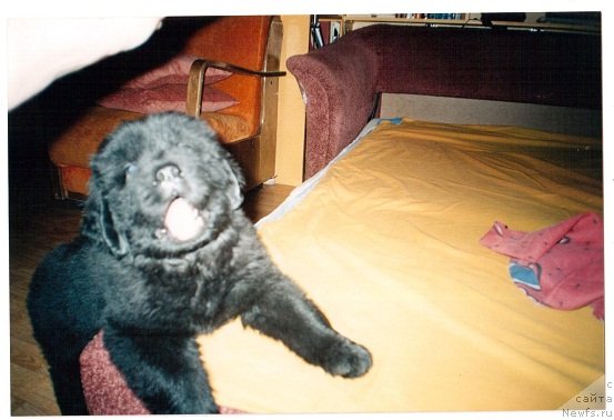 Фото: ньюфаундленд Южный Шарм из Медвежьего Яра (Yuzhny Sharm iz Medvejyego Yara)