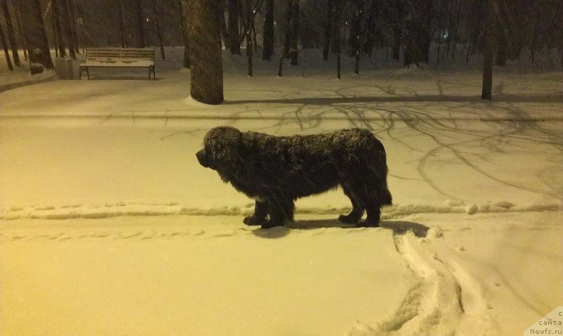 Фото: ньюфаундленд Сент Джонс Гвендолин Глориус Гарден