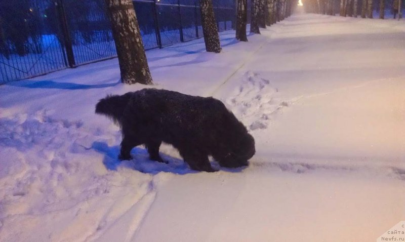 Фото: ньюфаундленд Сент Джонс Гвендолин Глориус Гарден