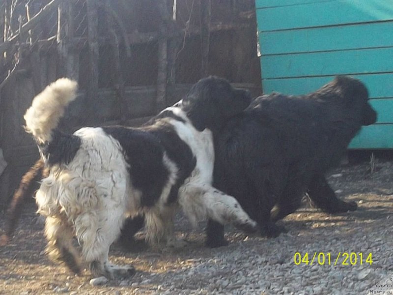 Фото: ньюфаундленд Супер Премиум Литониэль Валланинор (Super Premium Litoniel Vallaninor), ньюфаундленд Супер Премиум Немессис