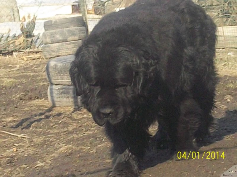 Фото: ньюфаундленд Вито Качо Ферл (Vito Kacho Ferl)