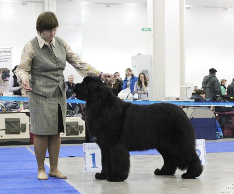 Фото: ньюфаундленд Акватория Келвин Щедрость Фортуны (Aquatoriya Kelvin Schedrost Fortuny)