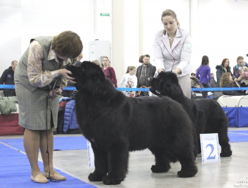 Фото: ньюфаундленд Акватория Келвин Фифа (Aquatoriya Kelvin Fifa)