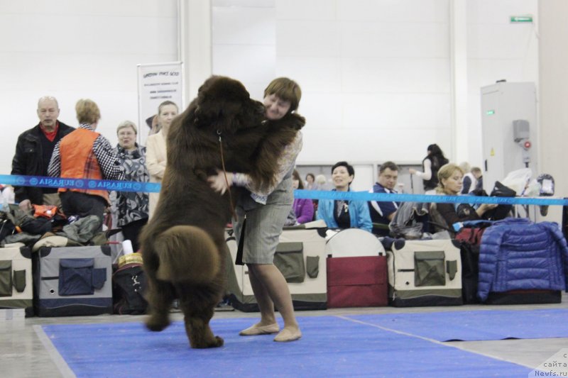 Фото: ньюфаундленд Акватория Келвин Райз Афтэ Ми (Aquatoriya Kelvin Rise After Me)