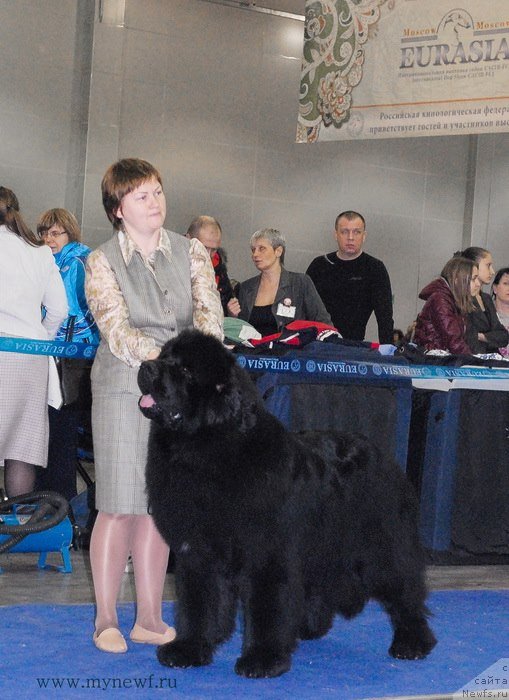 Фото: ньюфаундленд Акватория Келвин Ультиматум (Aquatoriya Kelvin Ultimatum)