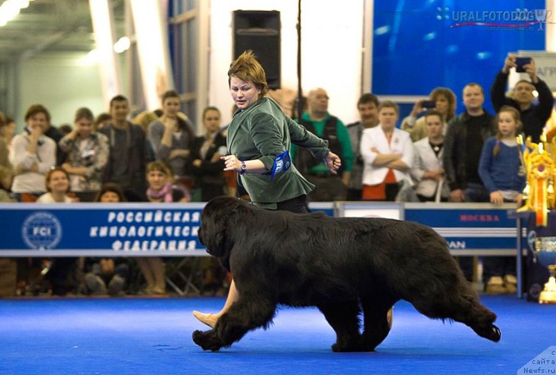 Фото: ньюфаундленд Акватория Келвин Ультиматум (Aquatoriya Kelvin Ultimatum)