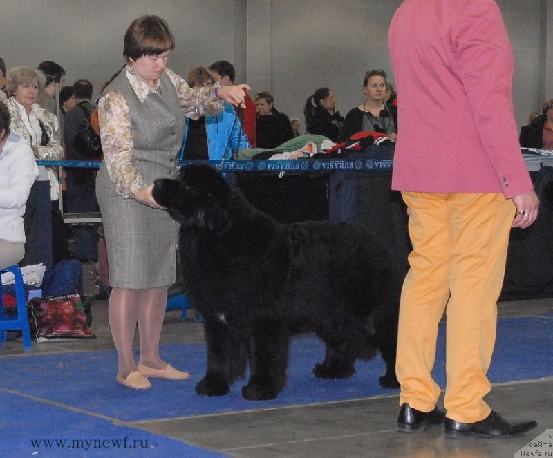 Фото: ньюфаундленд Акватория Келвин Фифа (Aquatoriya Kelvin Fifa)