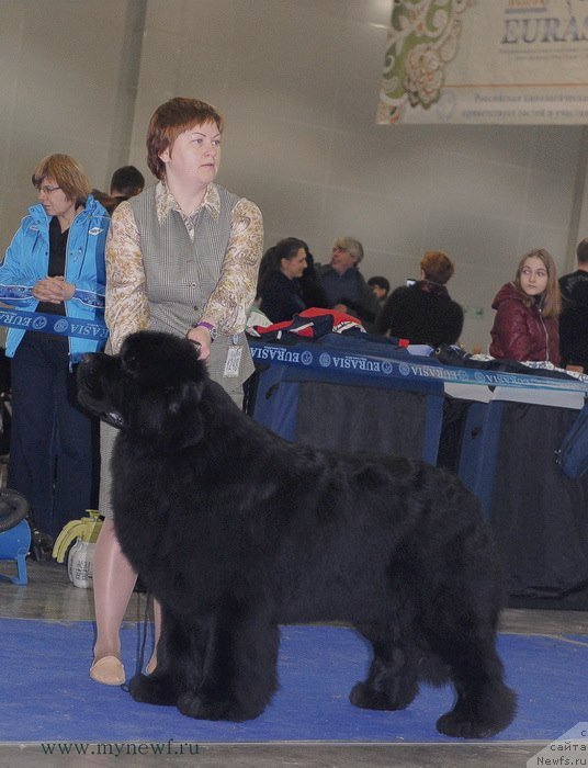 Фото: ньюфаундленд Акватория Келвин Фром Сибириа эт Каюга (Aquatoriya Kelvin From Siberia at Cayuga)