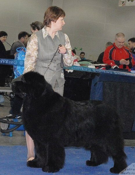Фото: ньюфаундленд Акватория Келвин Звездная Королева (Aquatoriya Kelvin Zvezdnaya Koroleva)