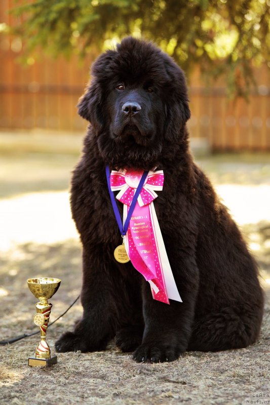 Фотография № 150276