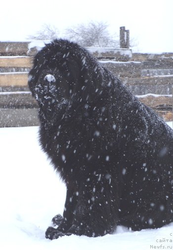 Фото: ньюфаундленд Ньюфорт Царица Ночи