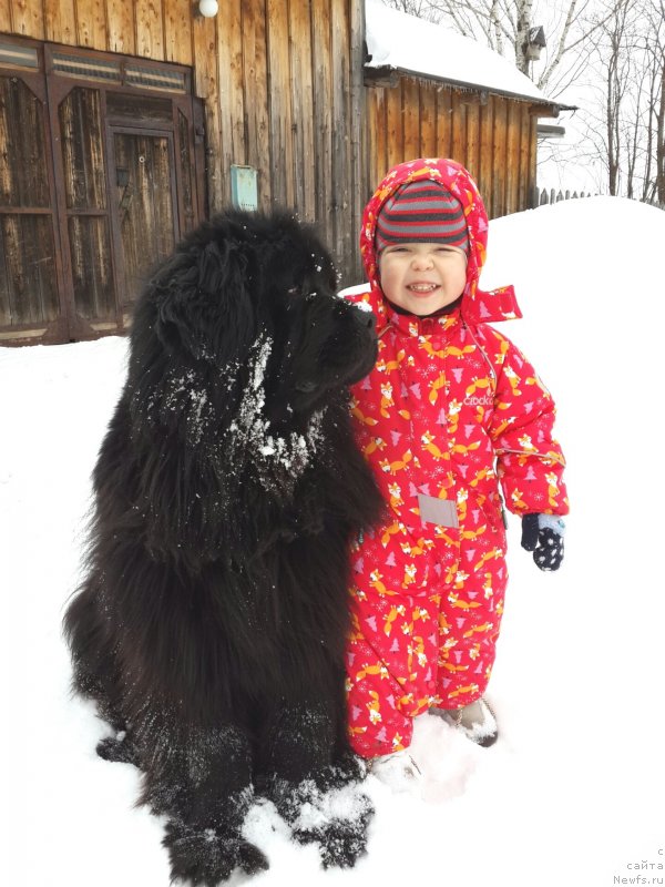 Фото: ньюфаундленд Их Высочество Владлена Маджикс, и Ромашка