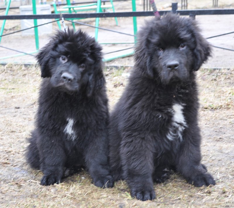 Фото: Бегущая по волнам Фиф Элемент
Бегущая по волнам Фьюжн Дэнс