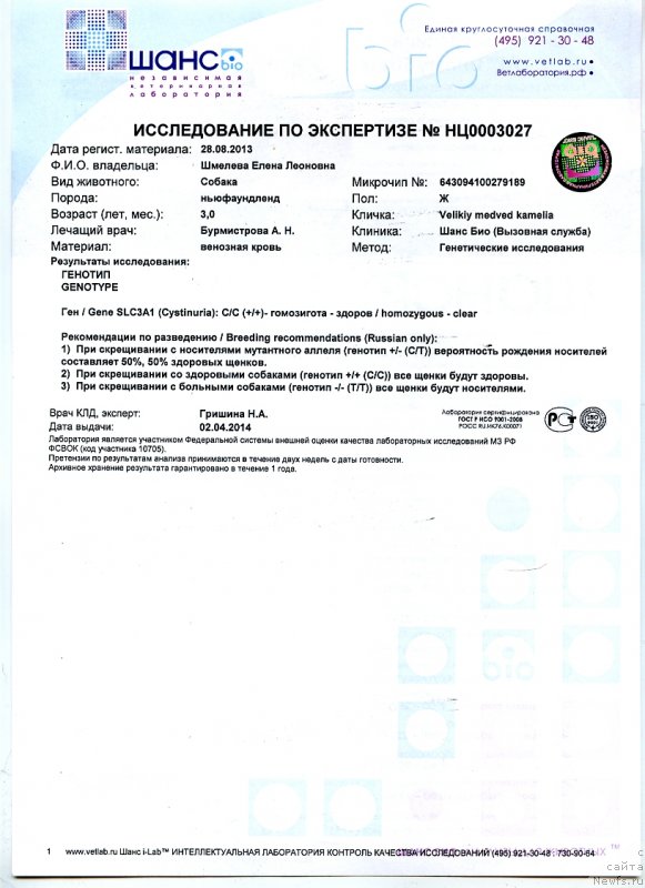 Фото: ньюфаундленд Великий Медведь Камелия