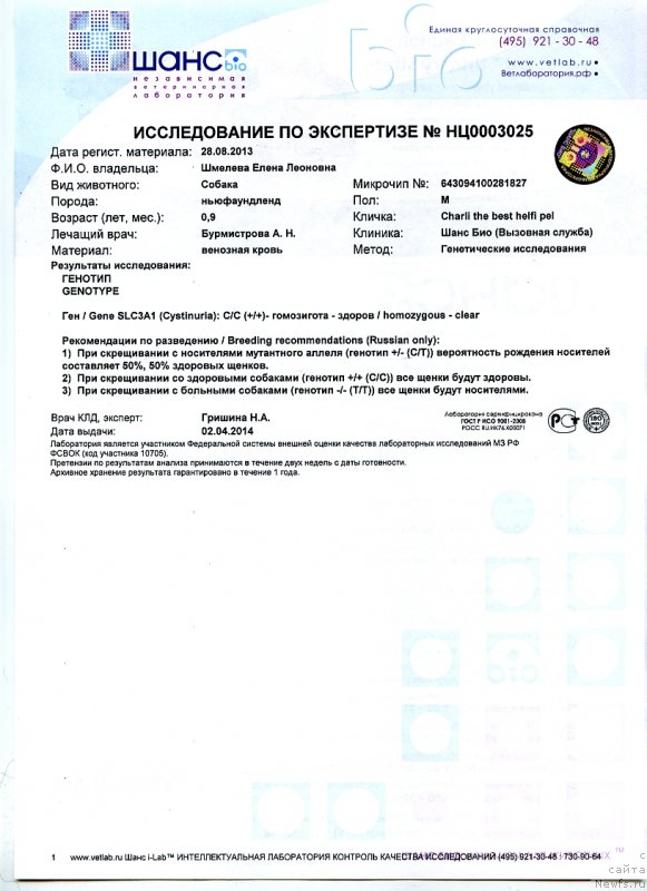 Фото: ньюфаундленд Чарли Де Бест Хелфи Пэл (Charli The Best Helfi Pel)