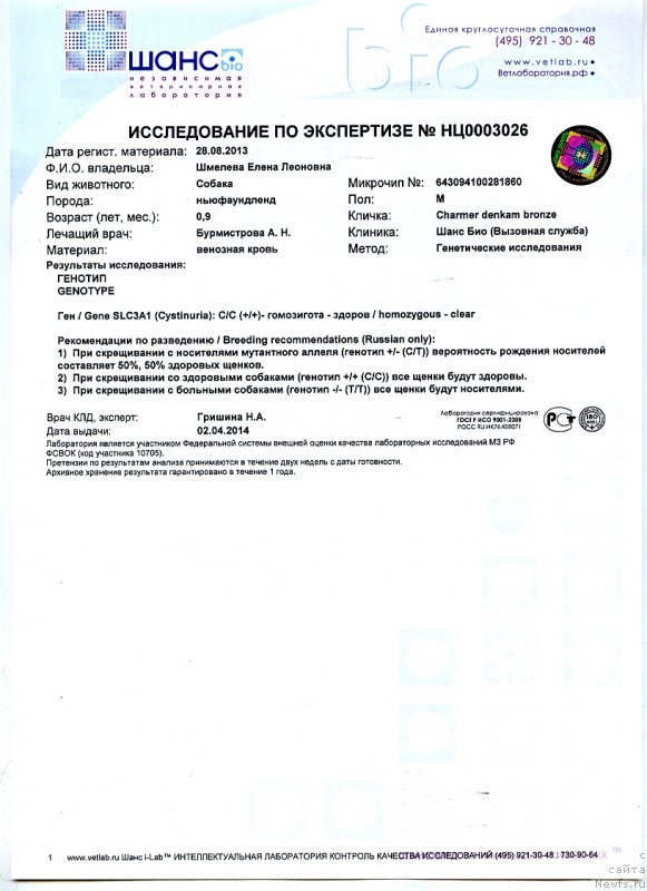 Фото: ньюфаундленд Чармер Денкам Бронз (Charmer Denkam Bronze)