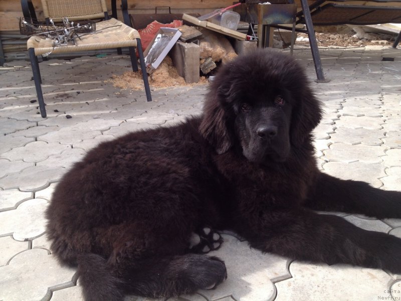 Фото: ньюфаундленд Смигар Тоунз ов Мьюзик (Smigar Tones of Music)