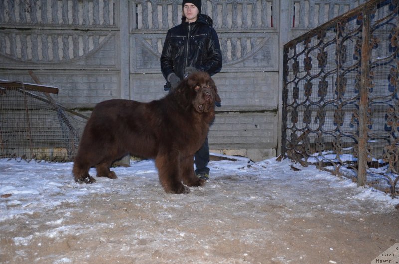 Фото: ньюфаундленд Анджело Орсо Аттис (Angelo Orso Attis)