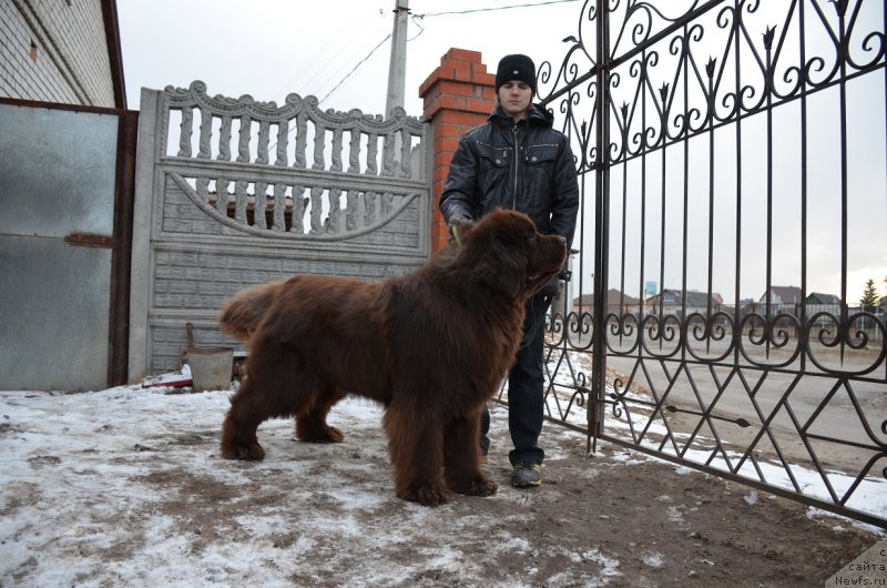 Фото: ньюфаундленд Анджело Орсо Аттис (Angelo Orso Attis)