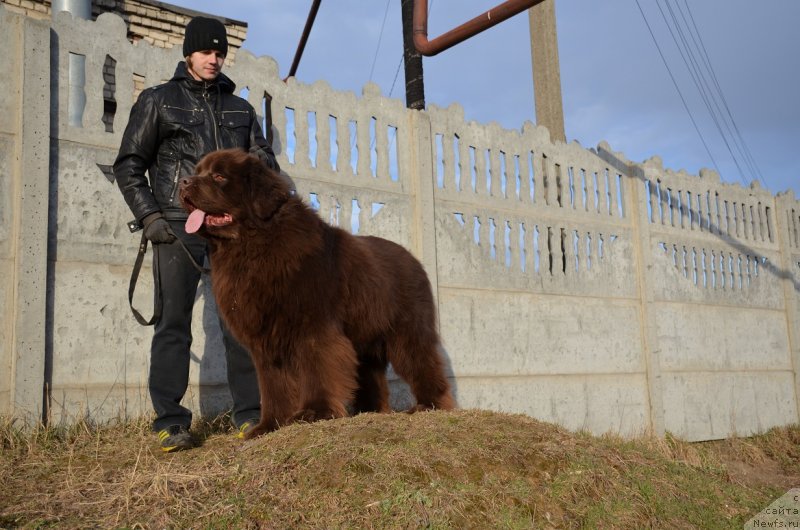 Фото: ньюфаундленд Анджело Орсо Аттис (Angelo Orso Attis)