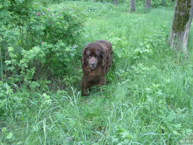 Фото: ньюфаундленд Кока Кола'с Иммидж Стар Эмр Фаворит