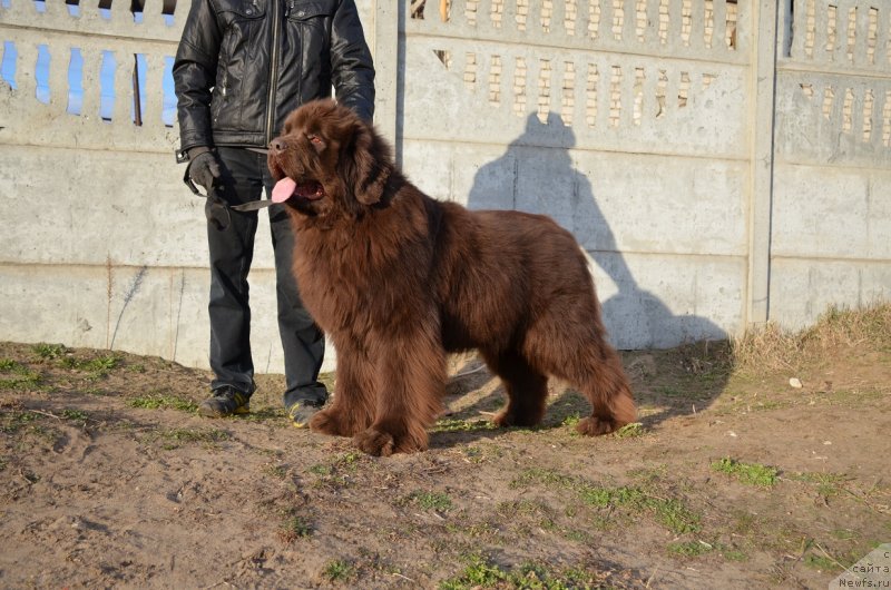 Фото: ньюфаундленд Анджело Орсо Аттис (Angelo Orso Attis)