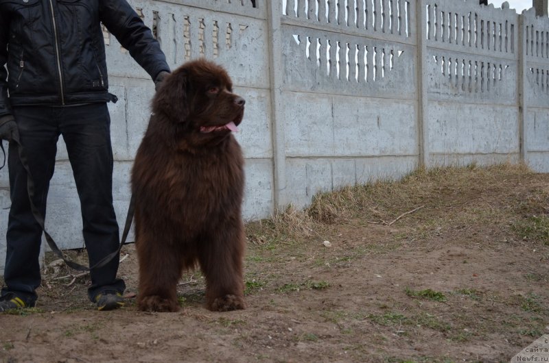 Фото: ньюфаундленд Анджело Орсо Аттис (Angelo Orso Attis)