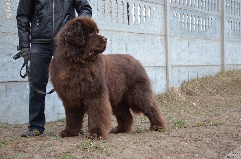 Фото: ньюфаундленд Анджело Орсо Аттис (Angelo Orso Attis)