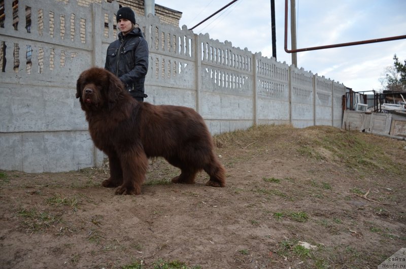 Фото: ньюфаундленд Анджело Орсо Аттис (Angelo Orso Attis)