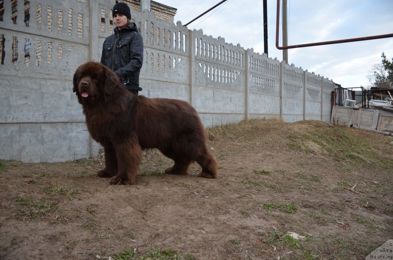 Фото: ньюфаундленд Анджело Орсо Аттис (Angelo Orso Attis)