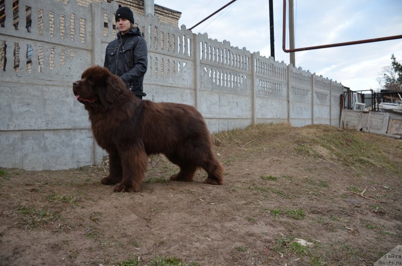 Фото: ньюфаундленд Анджело Орсо Аттис (Angelo Orso Attis)