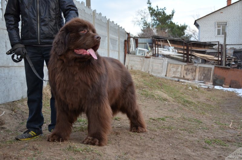 Фото: ньюфаундленд Анджело Орсо Аттис (Angelo Orso Attis)
