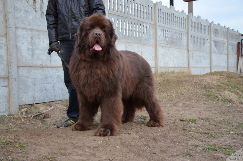 Фото: ньюфаундленд Анджело Орсо Аттис (Angelo Orso Attis)