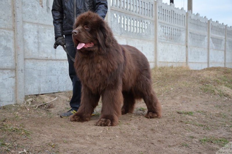 Фото: ньюфаундленд Анджело Орсо Аттис (Angelo Orso Attis)