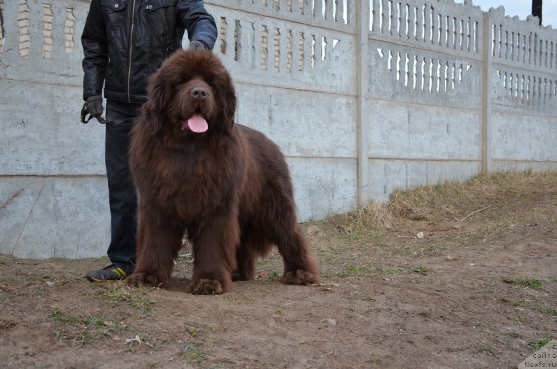 Фото: ньюфаундленд Анджело Орсо Аттис (Angelo Orso Attis)