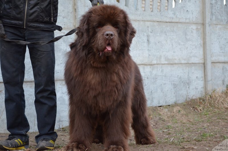 Фото: ньюфаундленд Анджело Орсо Аттис (Angelo Orso Attis)