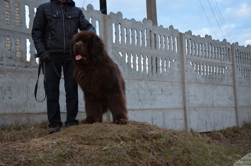 Фото: ньюфаундленд Анджело Орсо Аттис (Angelo Orso Attis)